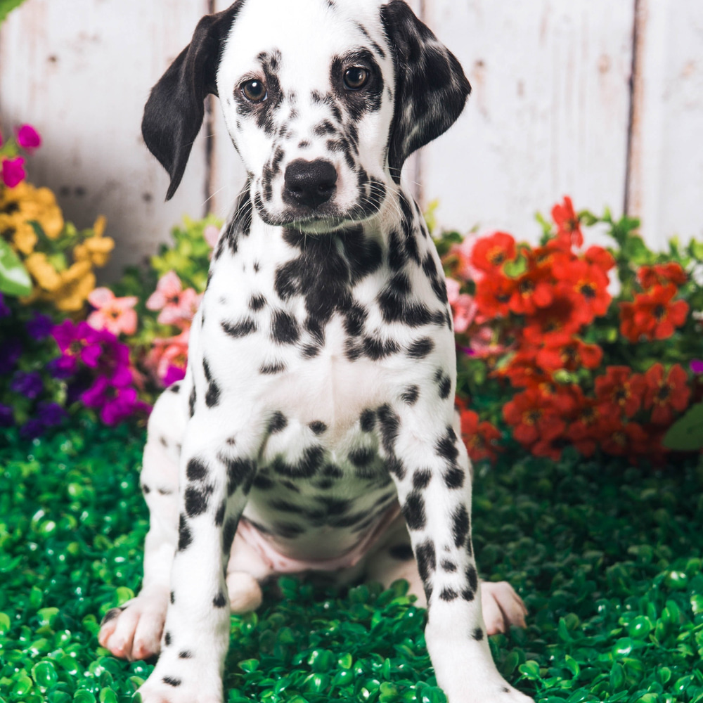 Dalmatian Puppy Dalmador For Sale Dalmador Dog Dalmador Puppies