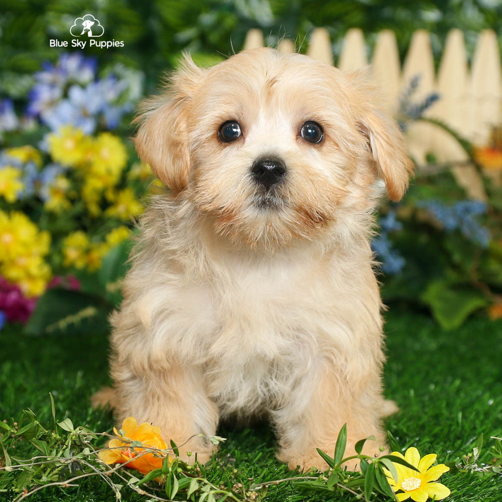 Maddy - Morkie (F1) Puppy Adopted in Tampa Bay FL, puppy ID #00174755