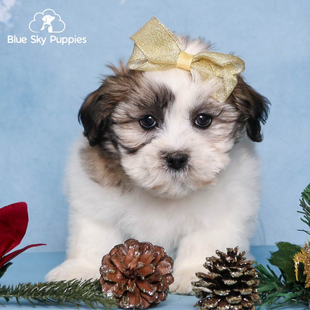 Elegant Blue Sky Puppies Orlando Reviews Images