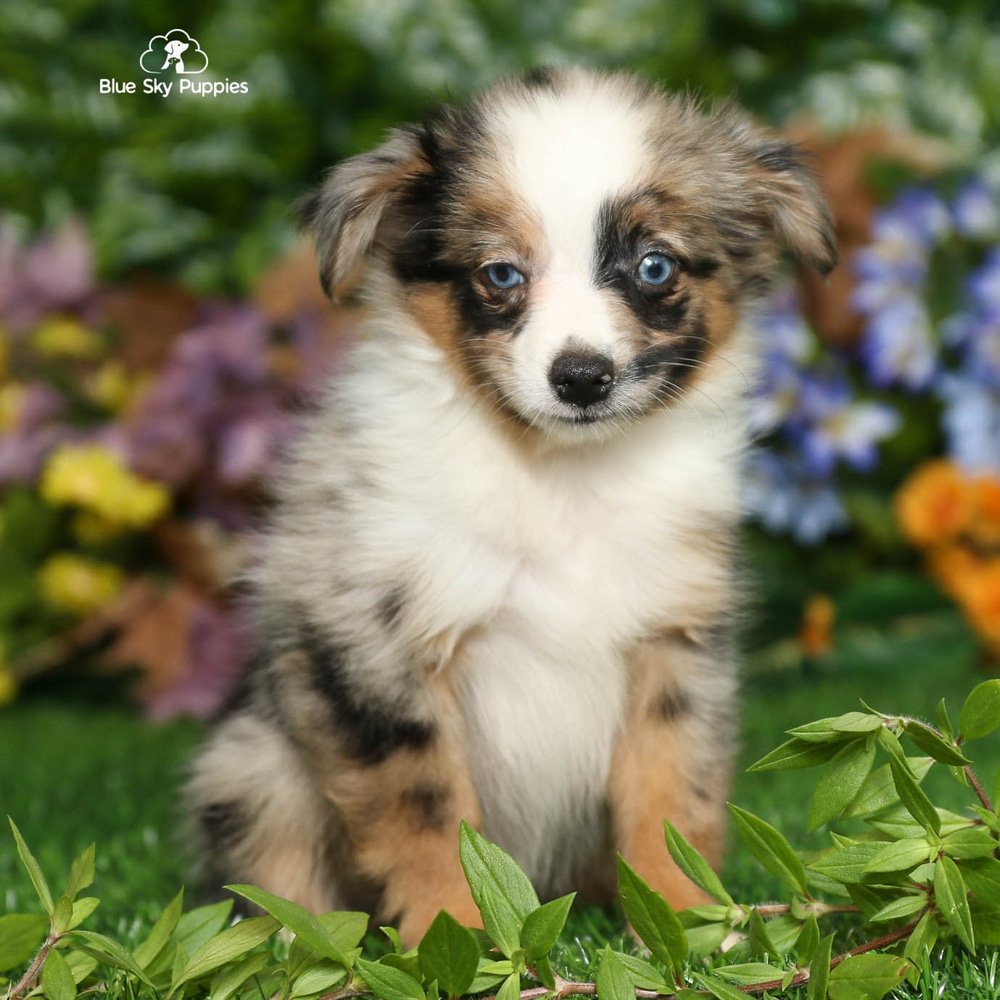 Raina - Toy Australian Shepherd Puppy Adopted in Tampa Bay FL, puppy ID