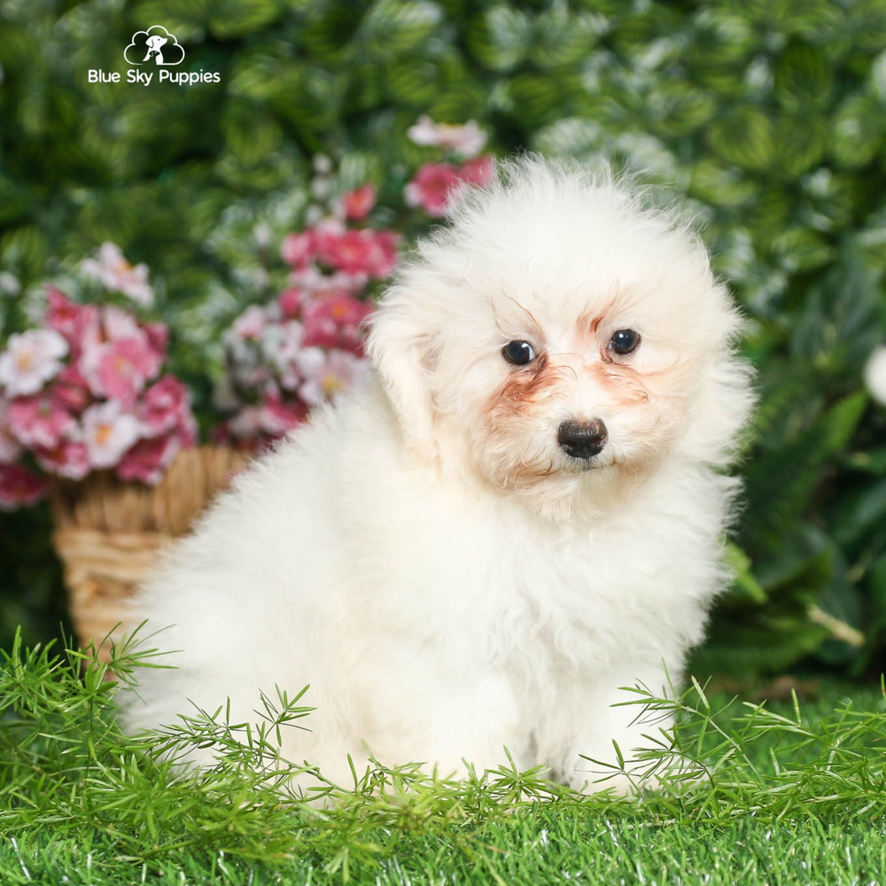 Boo - Toy Poodle Puppy Adopted in Tampa Bay FL, puppy ID #01265016