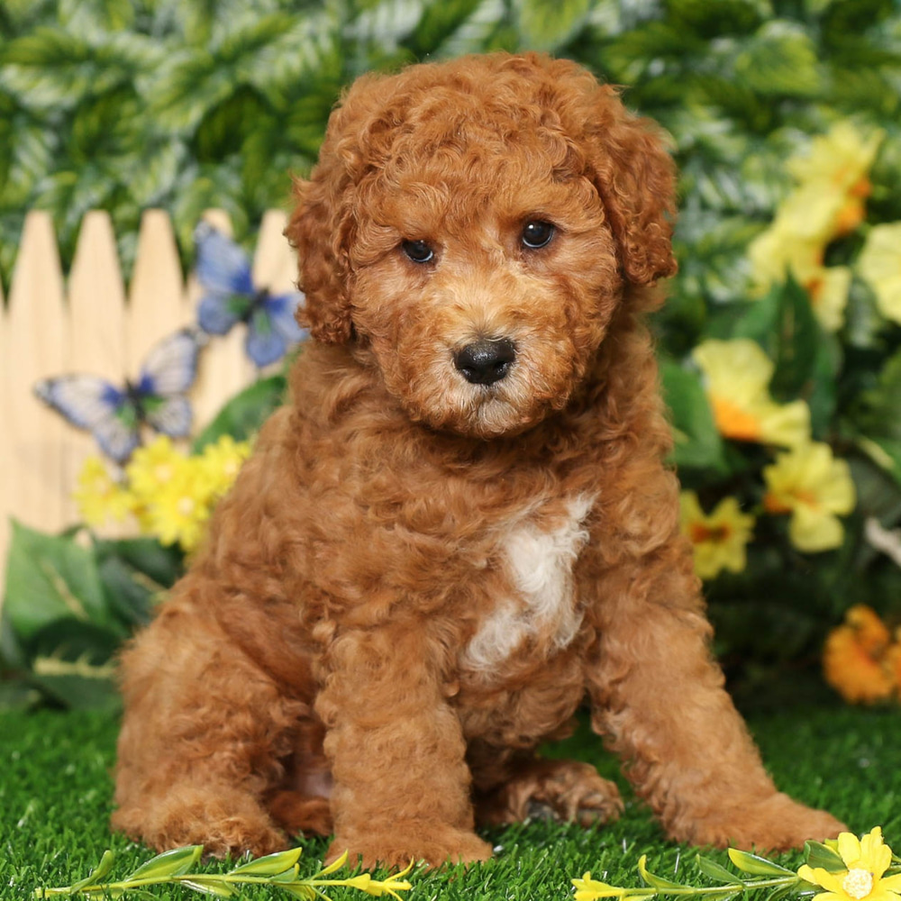 Mini Goldendoodle Puppies Rescue Retriever Non Curly