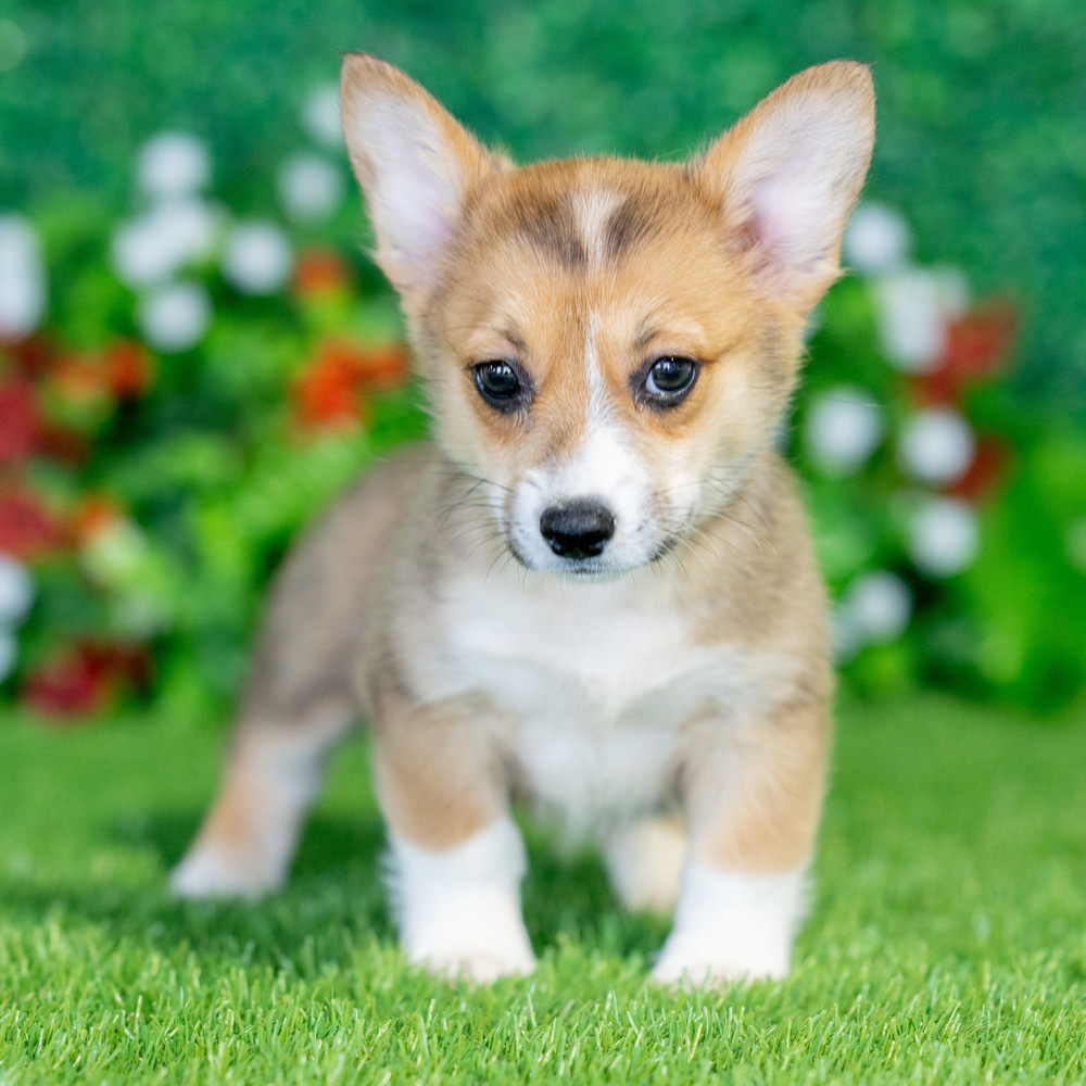 Welsh Corgis Small Corgis For Sale Tess Pembroke Welsh Corgi Puppy - Main Image