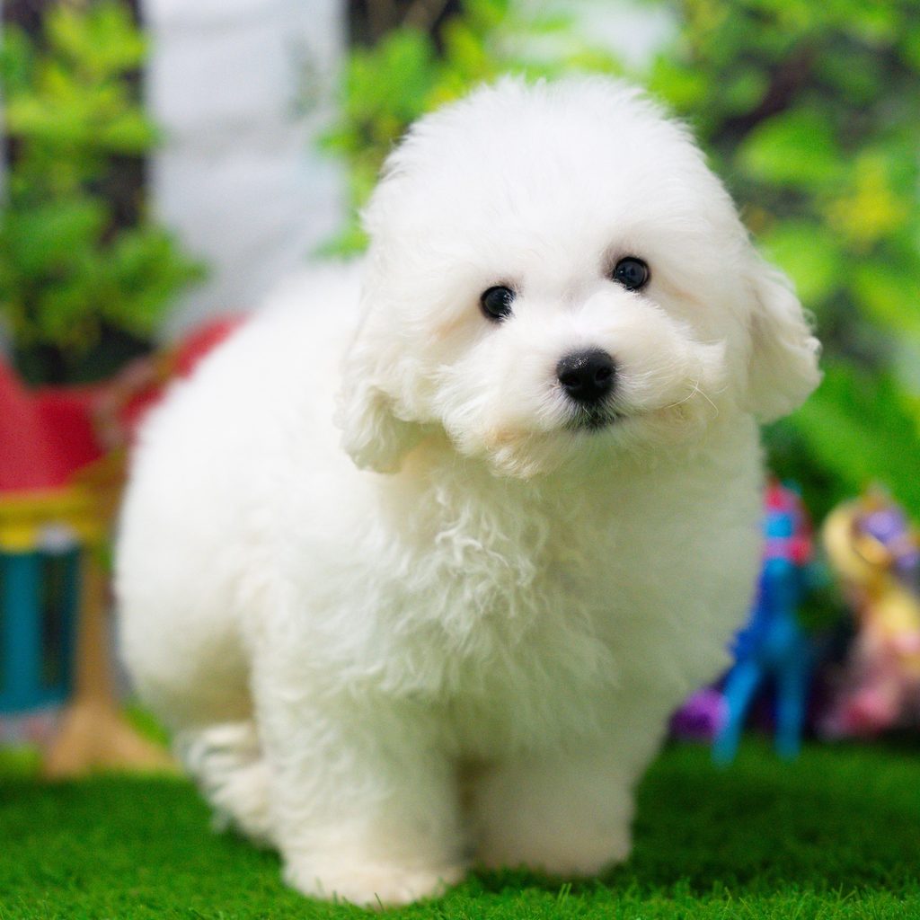 Clark puppy images