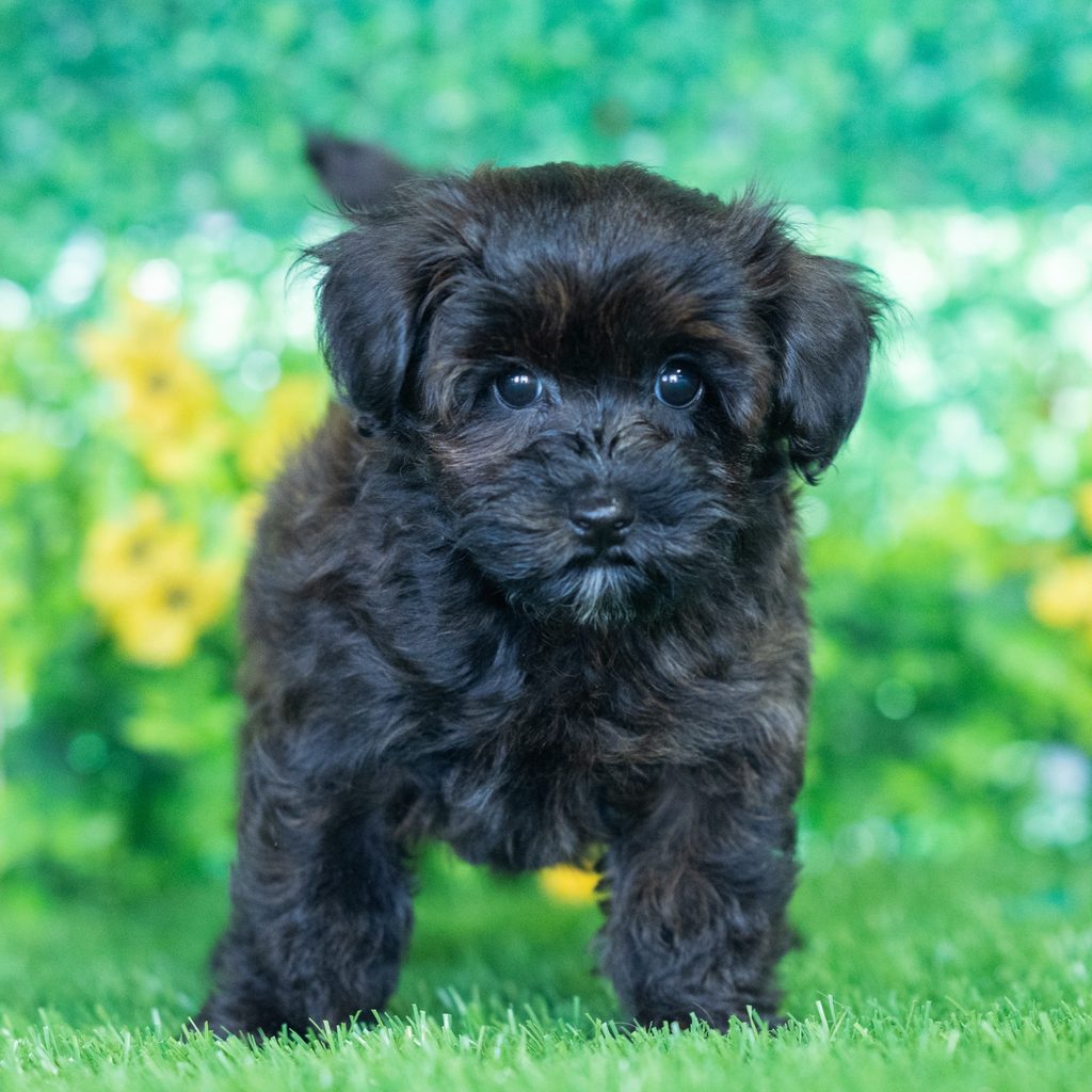 Richard puppy images