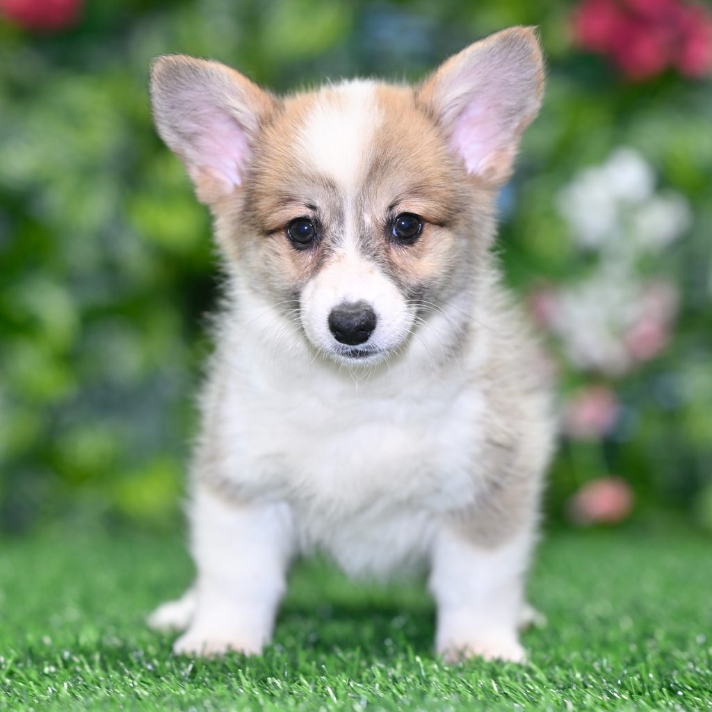 Sophia puppy images