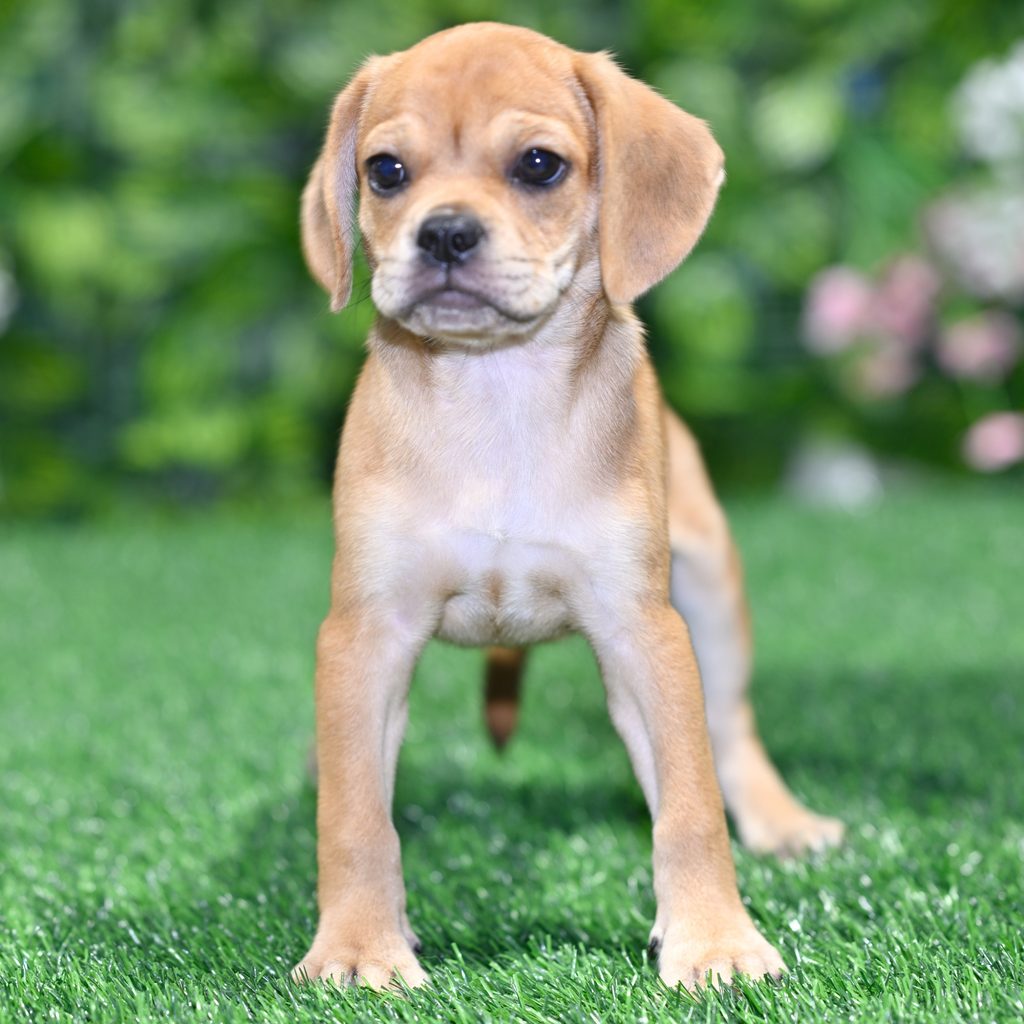 Lambert puppy images