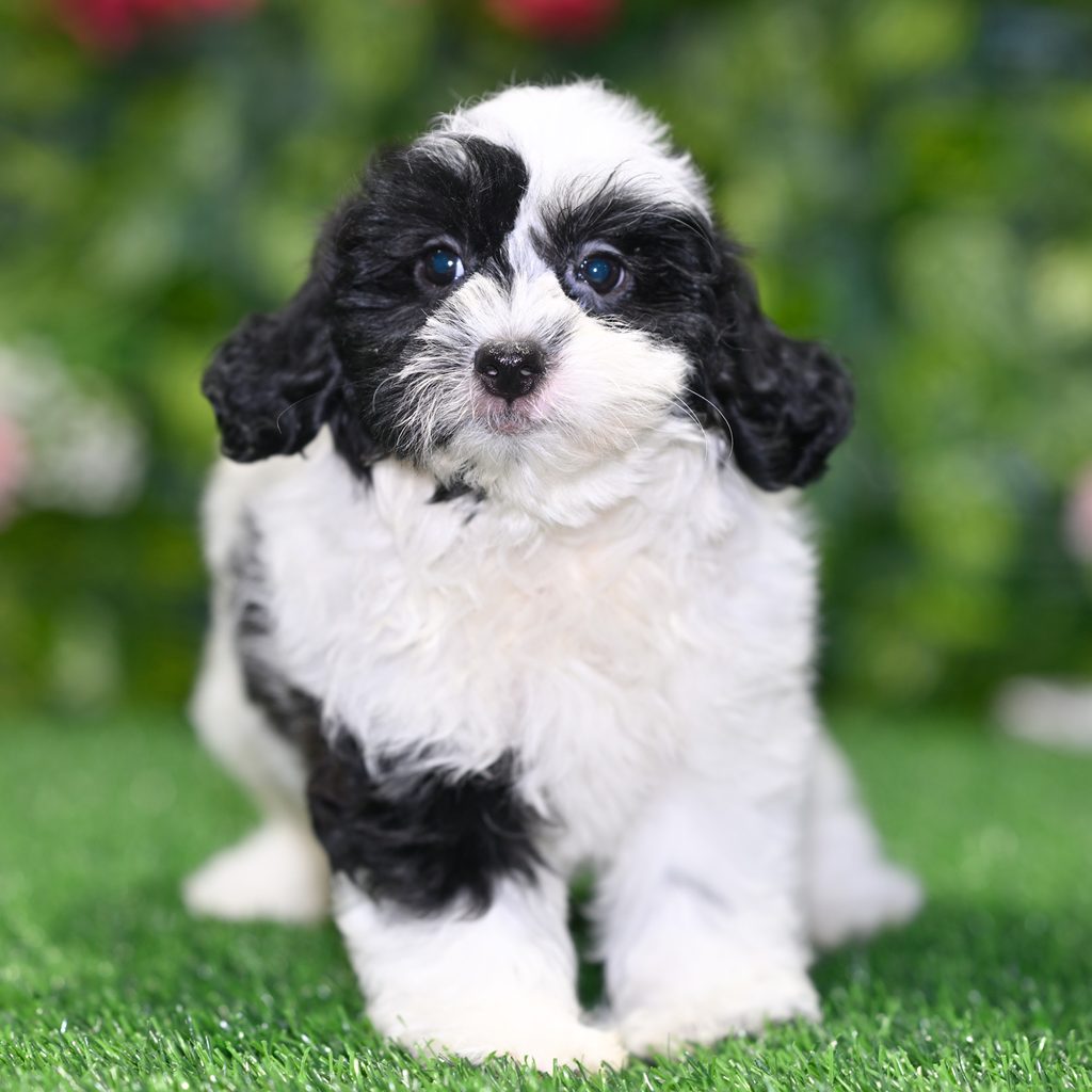 Edward puppy images