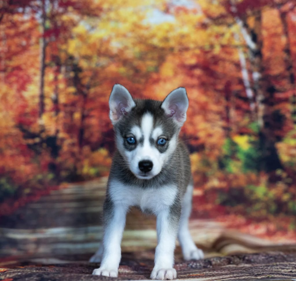 Kiki puppy images