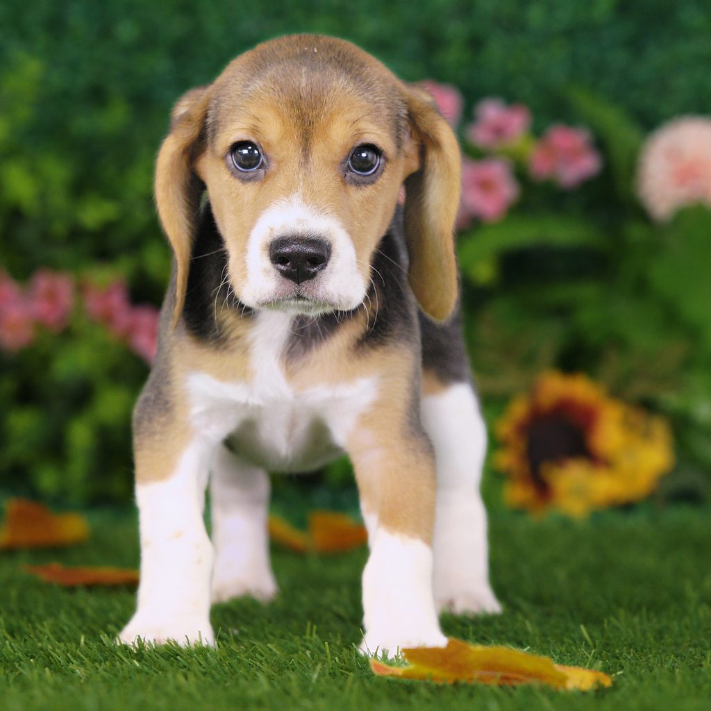 Ursula puppy images