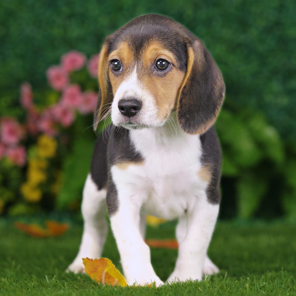 Briar puppy images