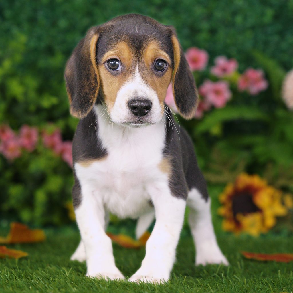 Briar puppy images
