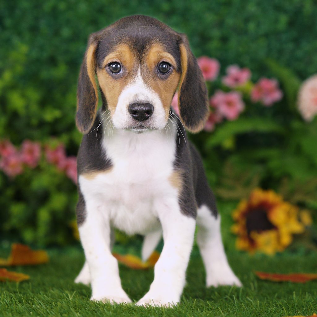 Briar puppy images