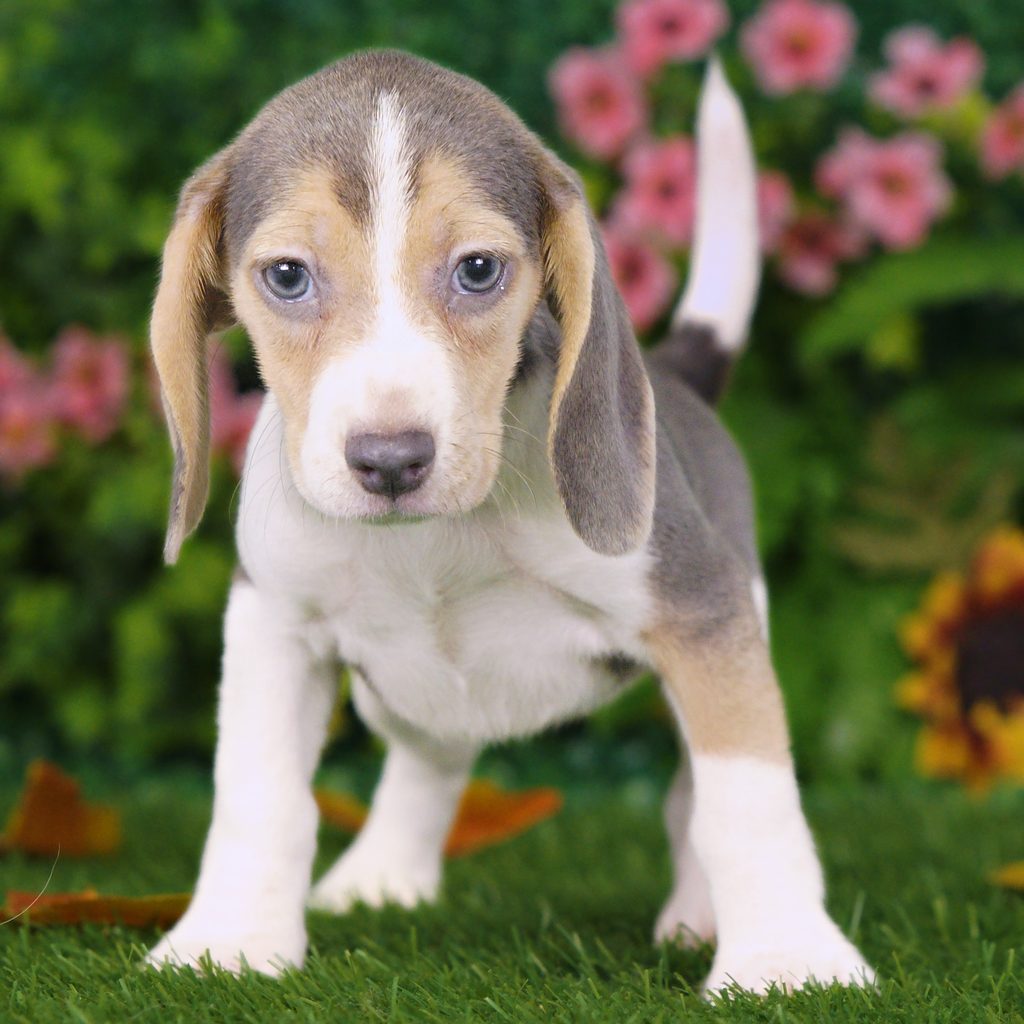 Olympia puppy images