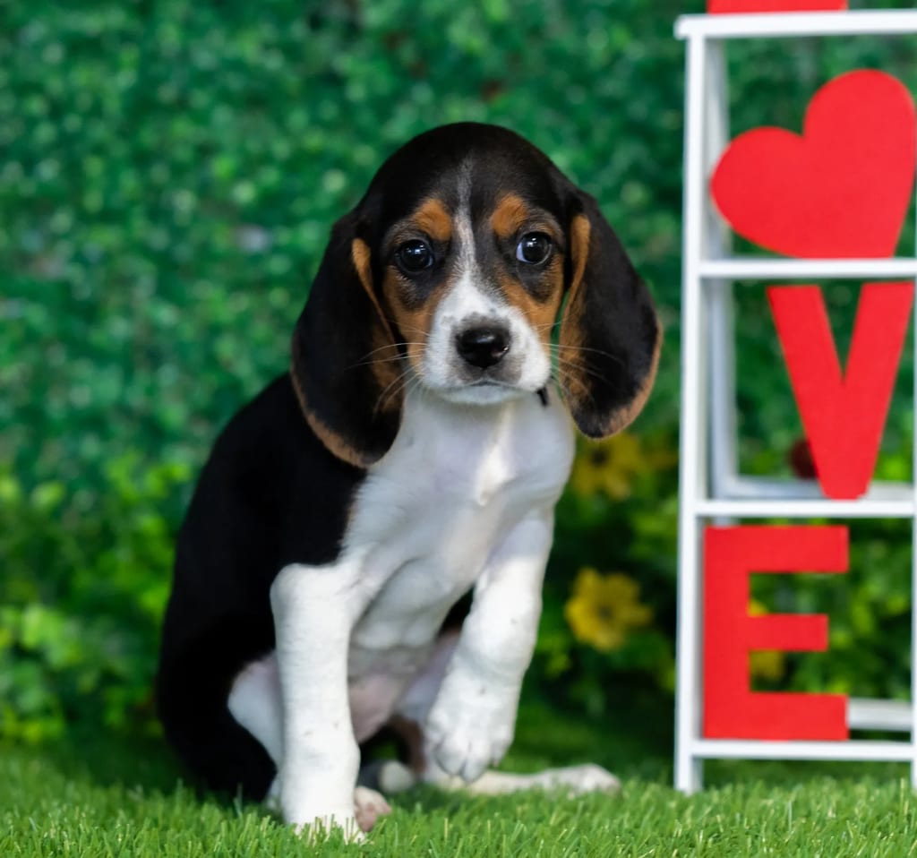 Peaches puppy images