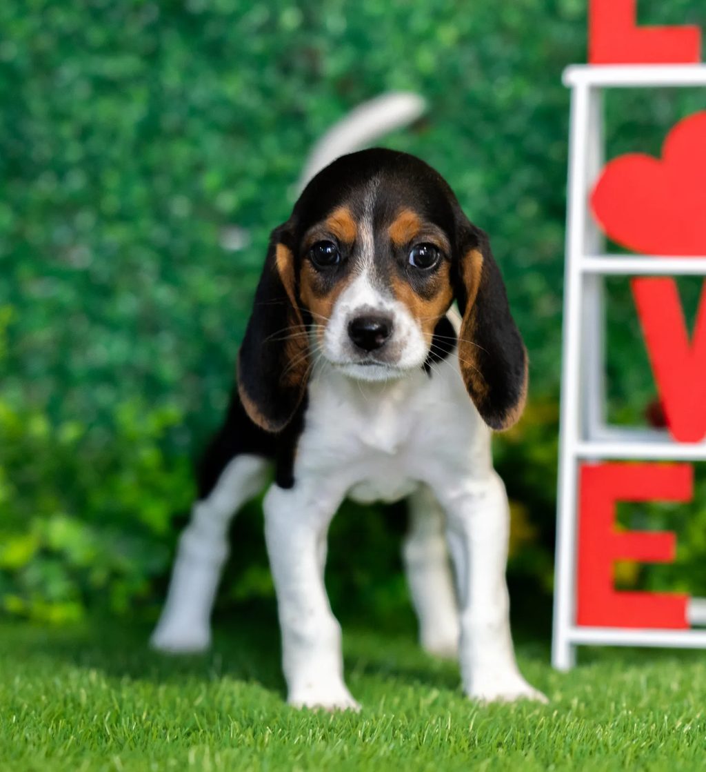 Peaches puppy images