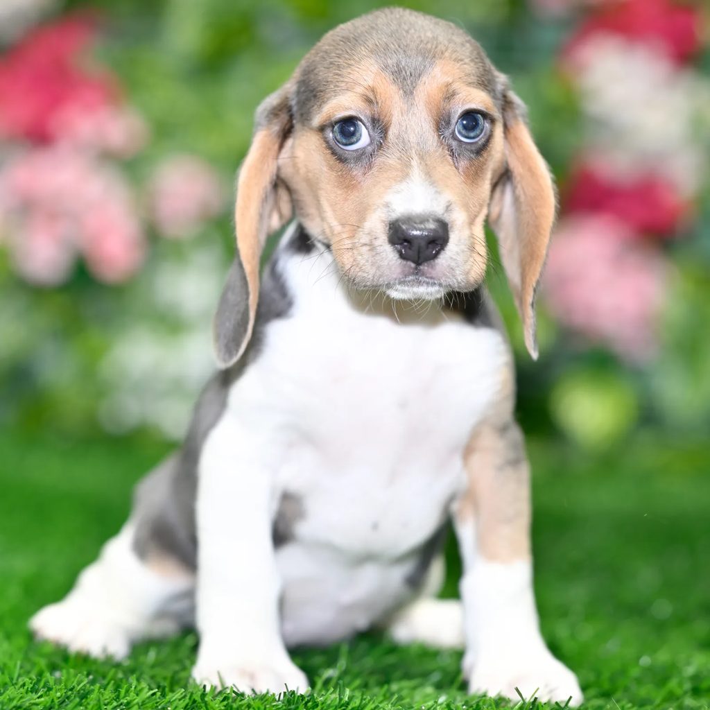Donovan puppy images