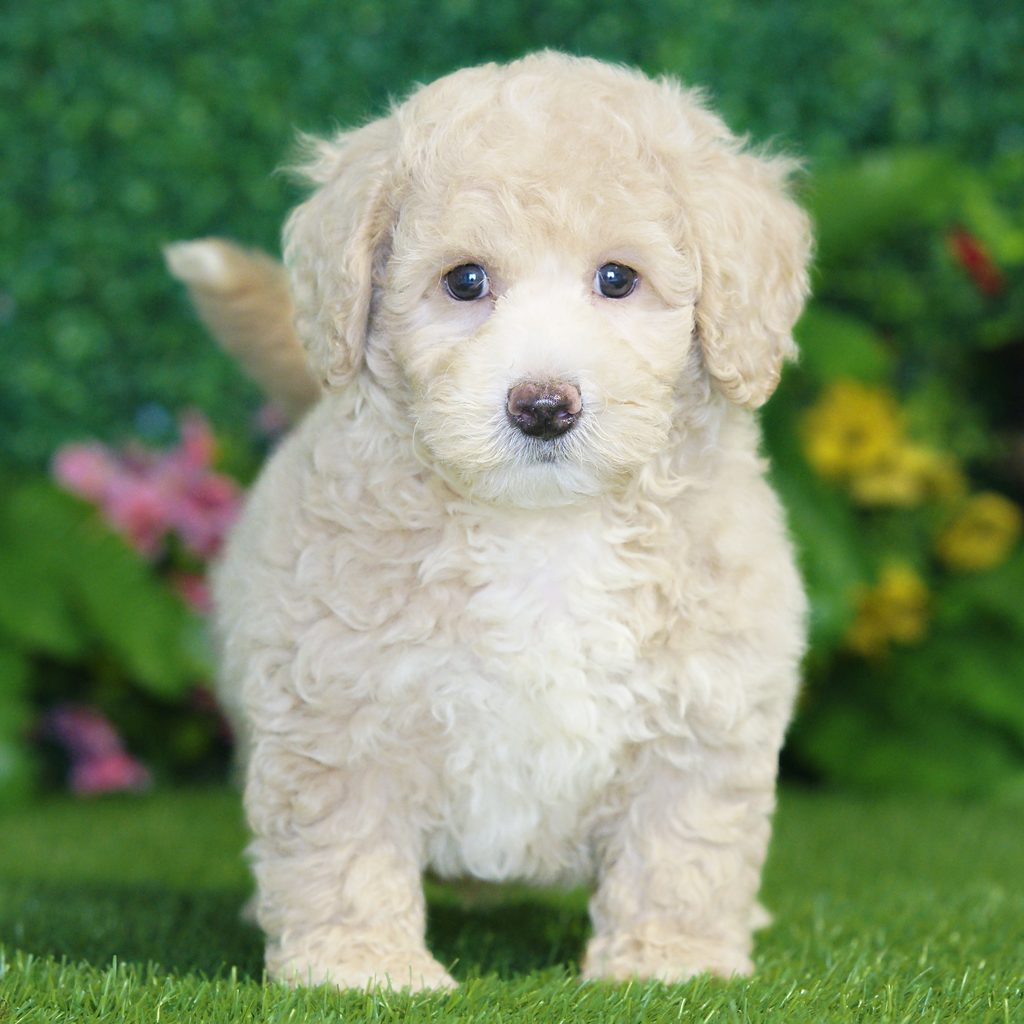Hugo puppy images