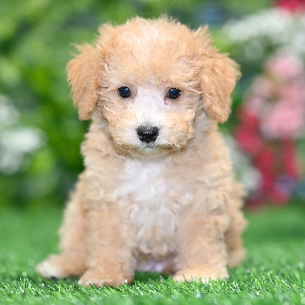 Kallie puppy images