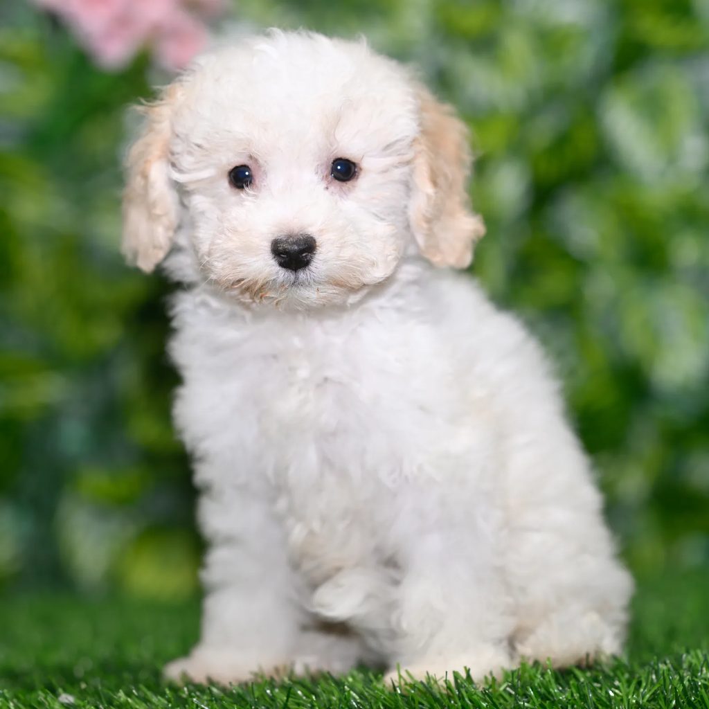 Pierce puppy images