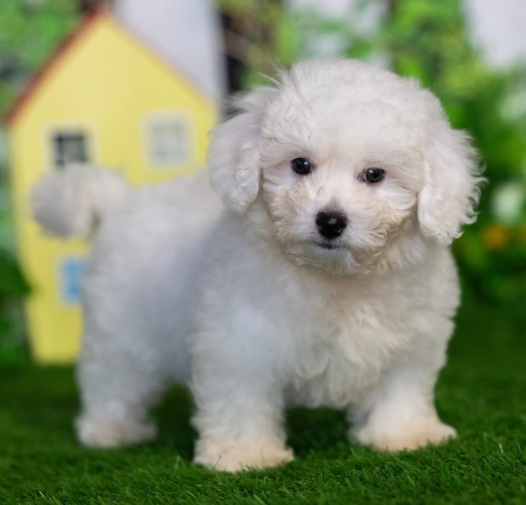Mack puppy images