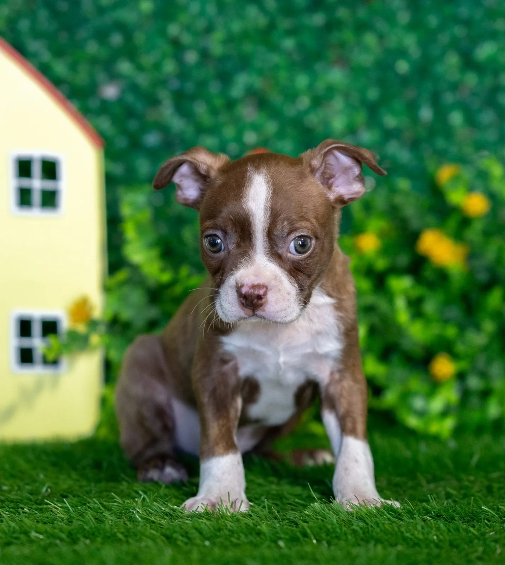 Bolt puppy images