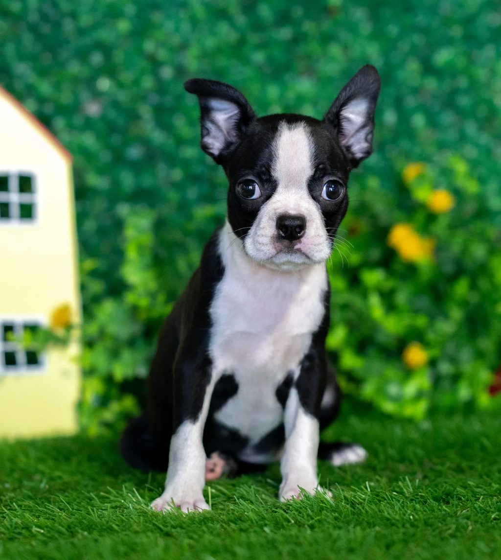 Maeve puppy images