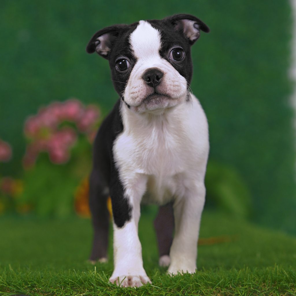 Mercer puppy images