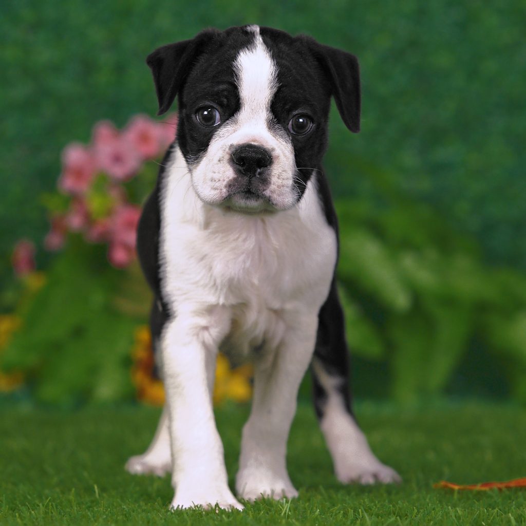 Tiller puppy images