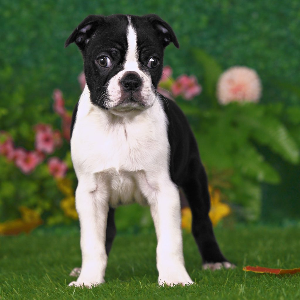 Darby puppy images