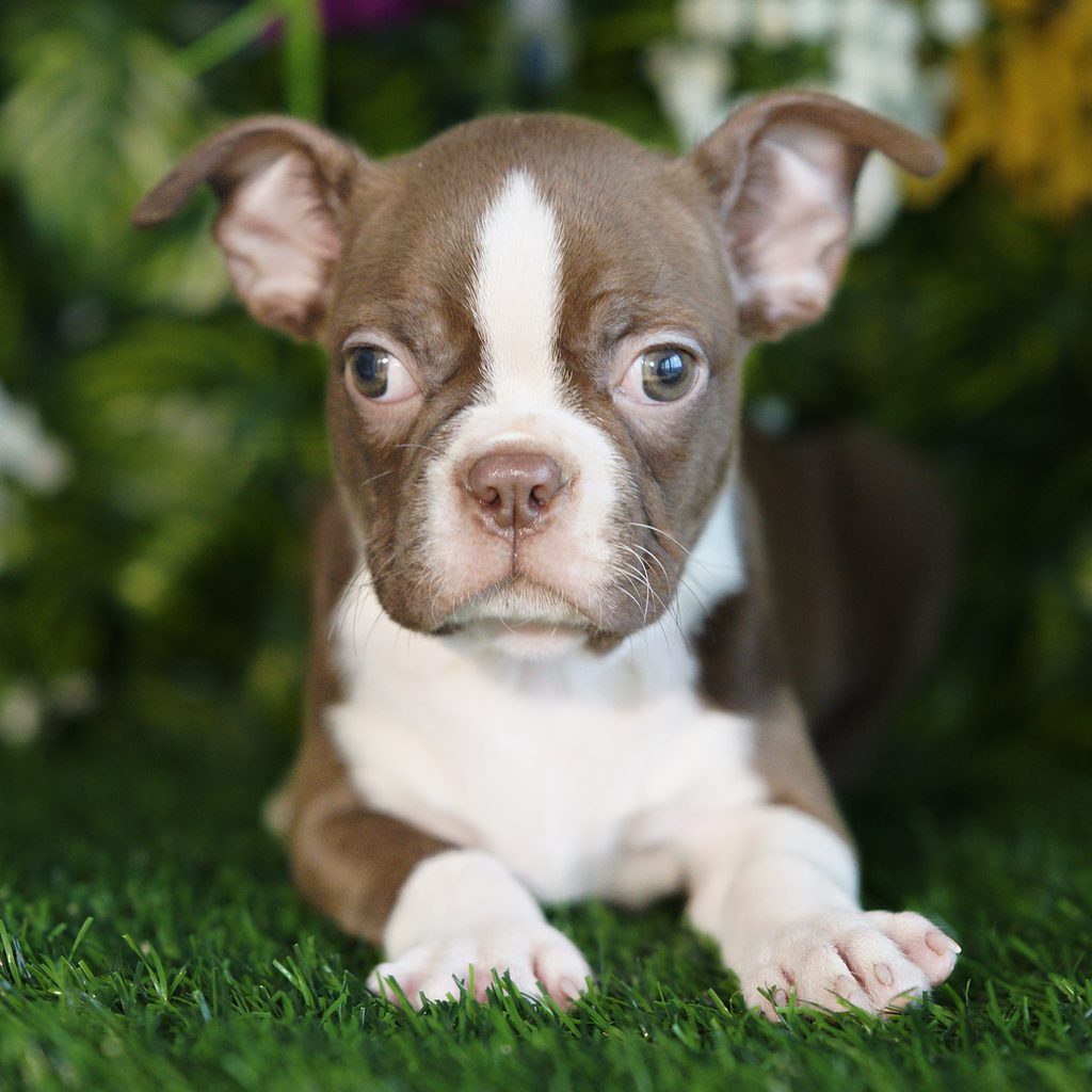 Pablo puppy images