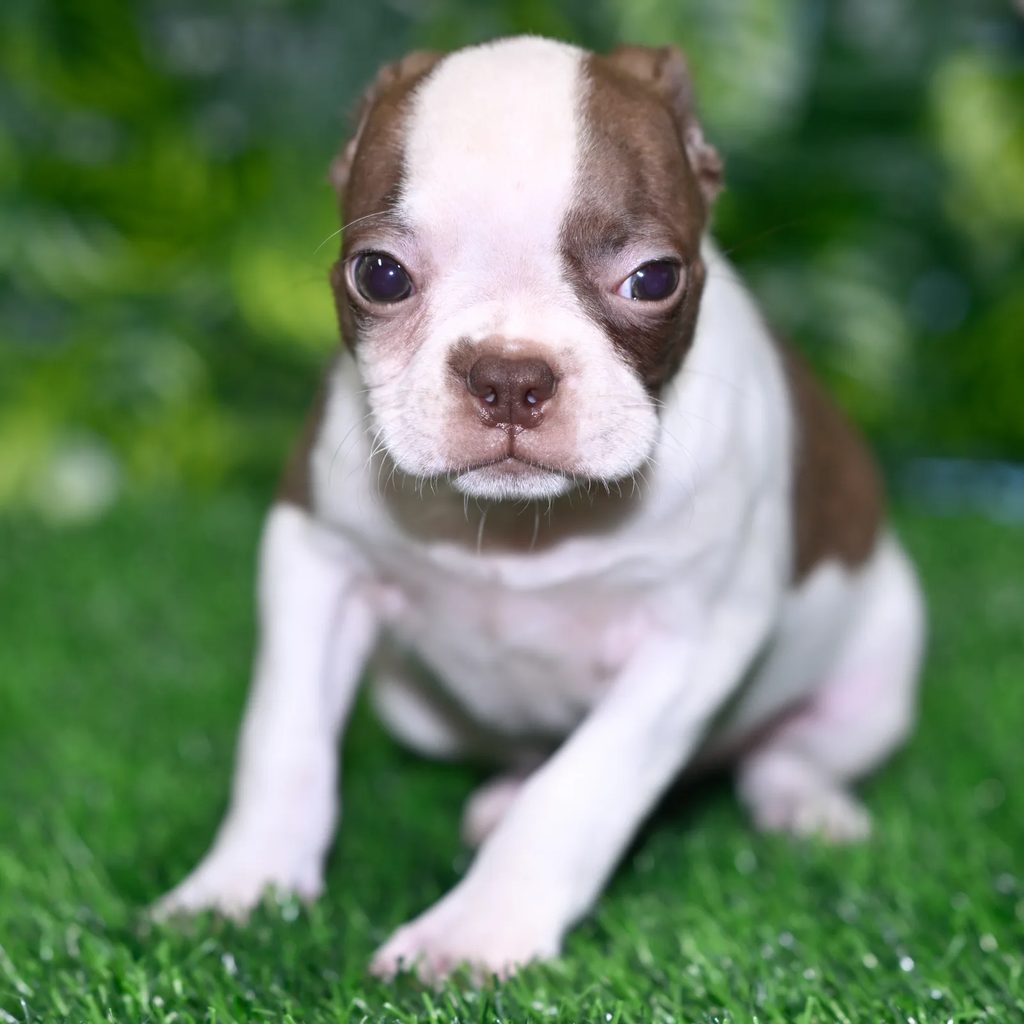 Cornelius puppy images