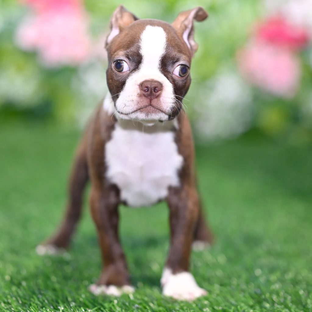 Coral puppy images