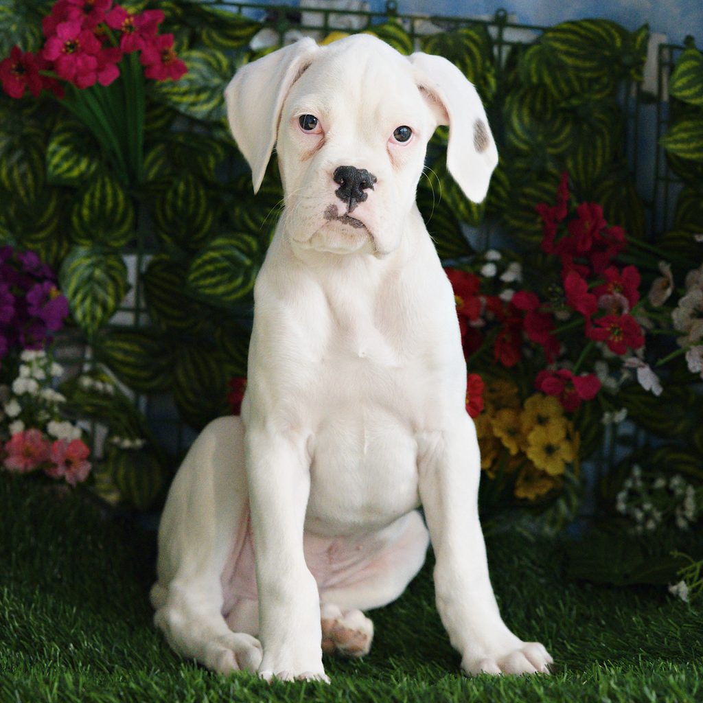 Kane puppy images