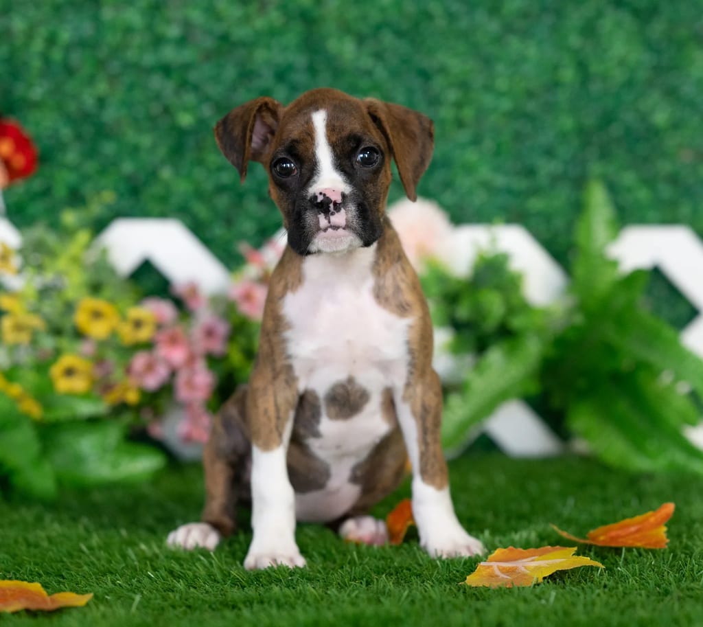 London puppy images