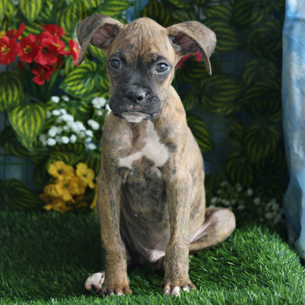 Levi puppy images