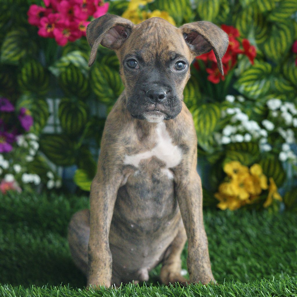 Levi puppy images