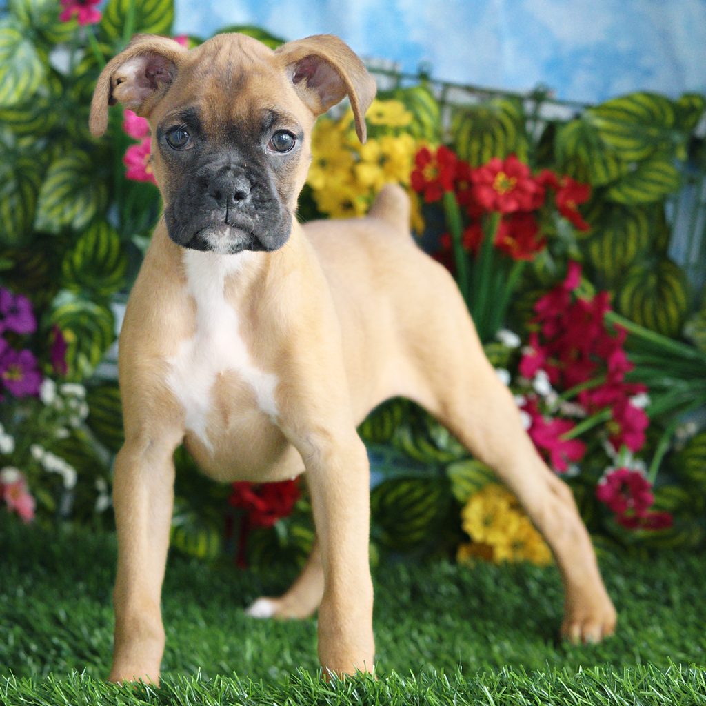 Charlotte puppy images