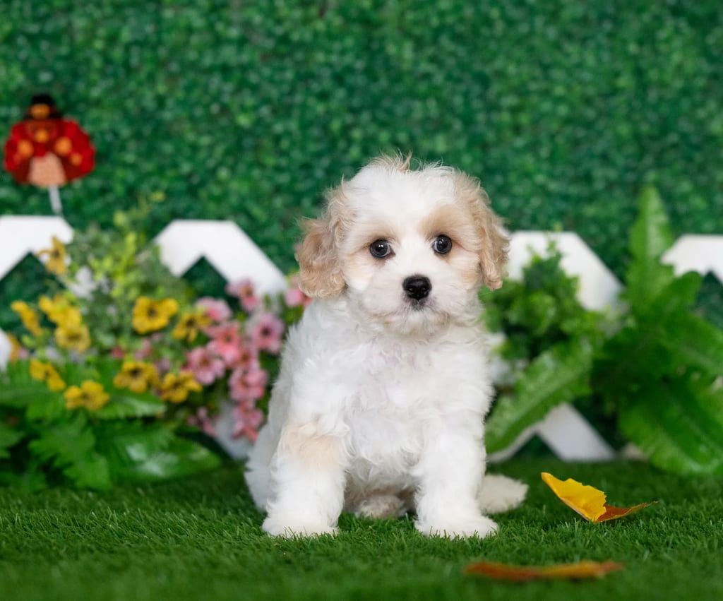 Vaughn puppy images