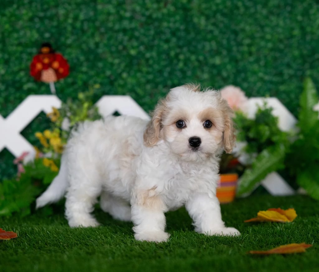 Vaughn puppy images