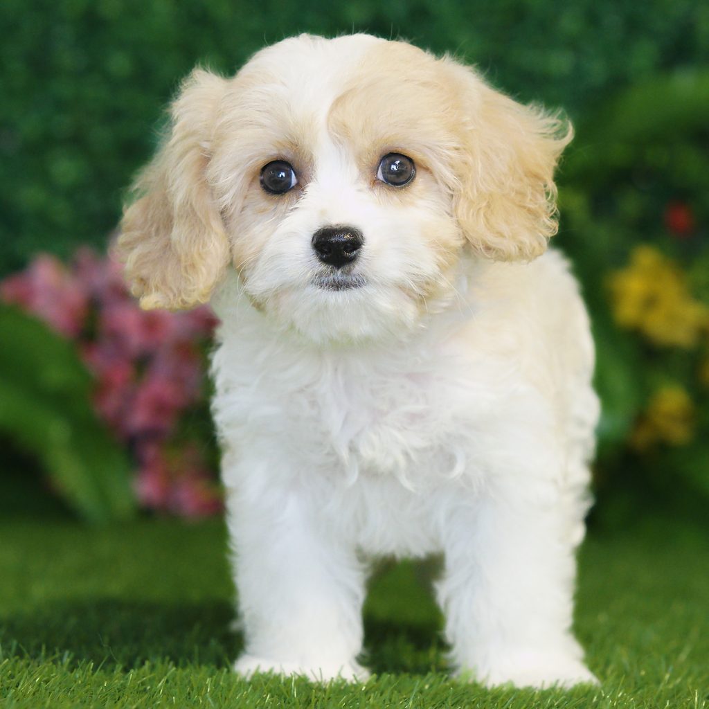 Lila puppy images