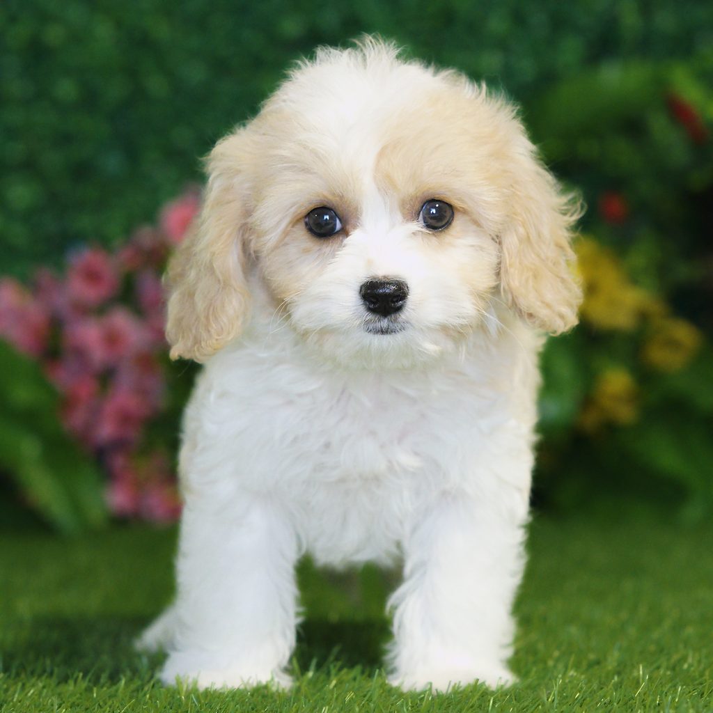 Lila puppy images