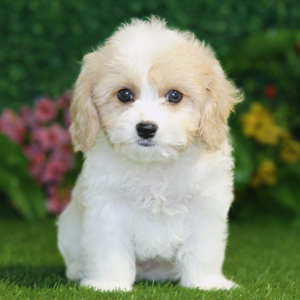 Lila puppy images