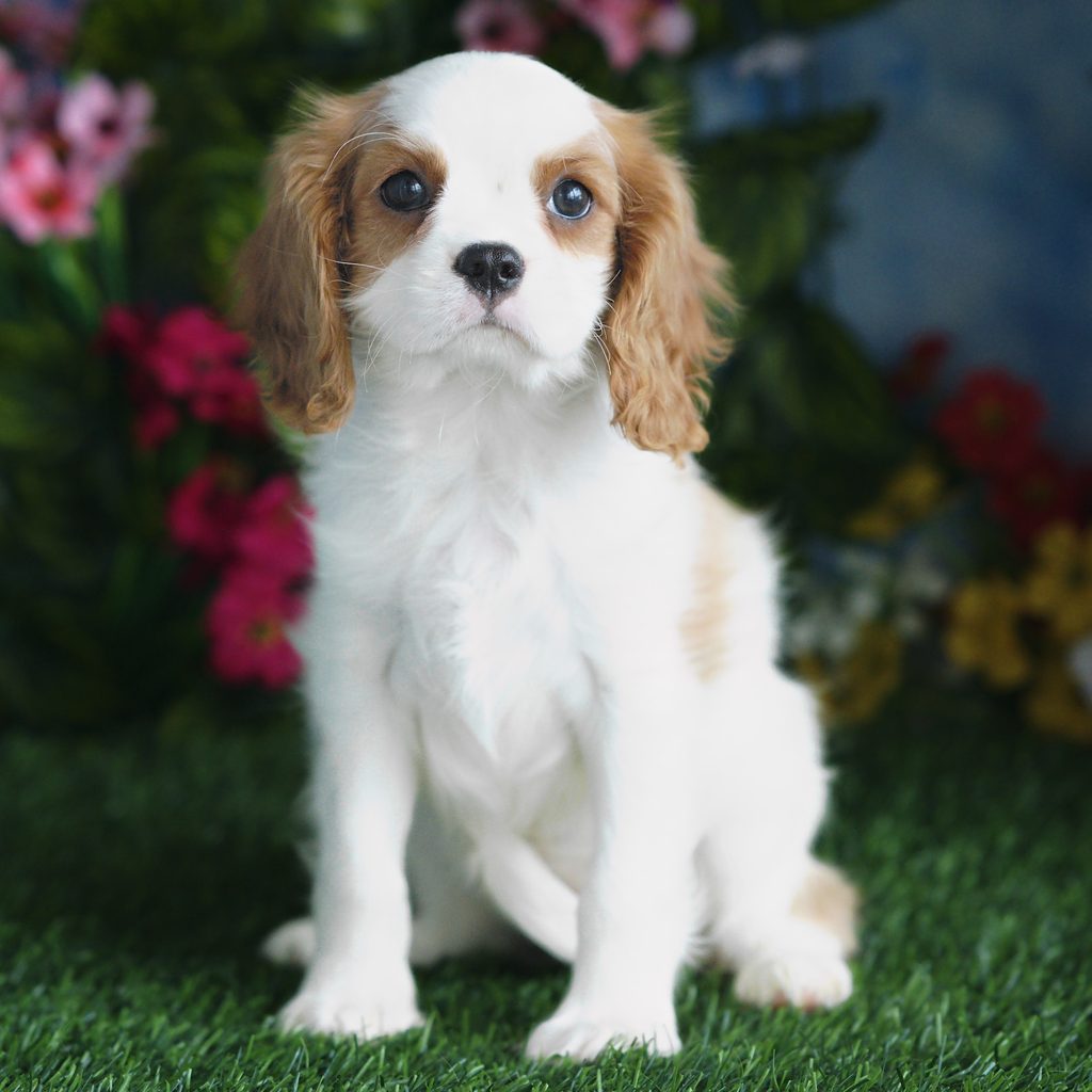 Leia puppy images