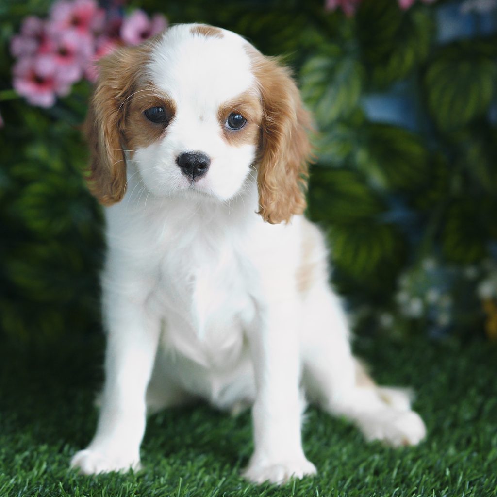 Leia puppy images