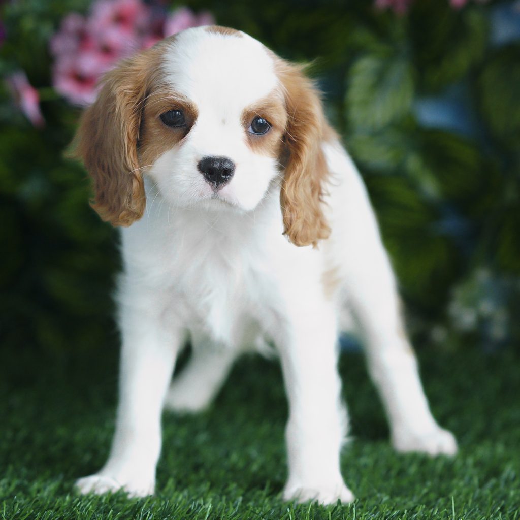 Leia puppy images