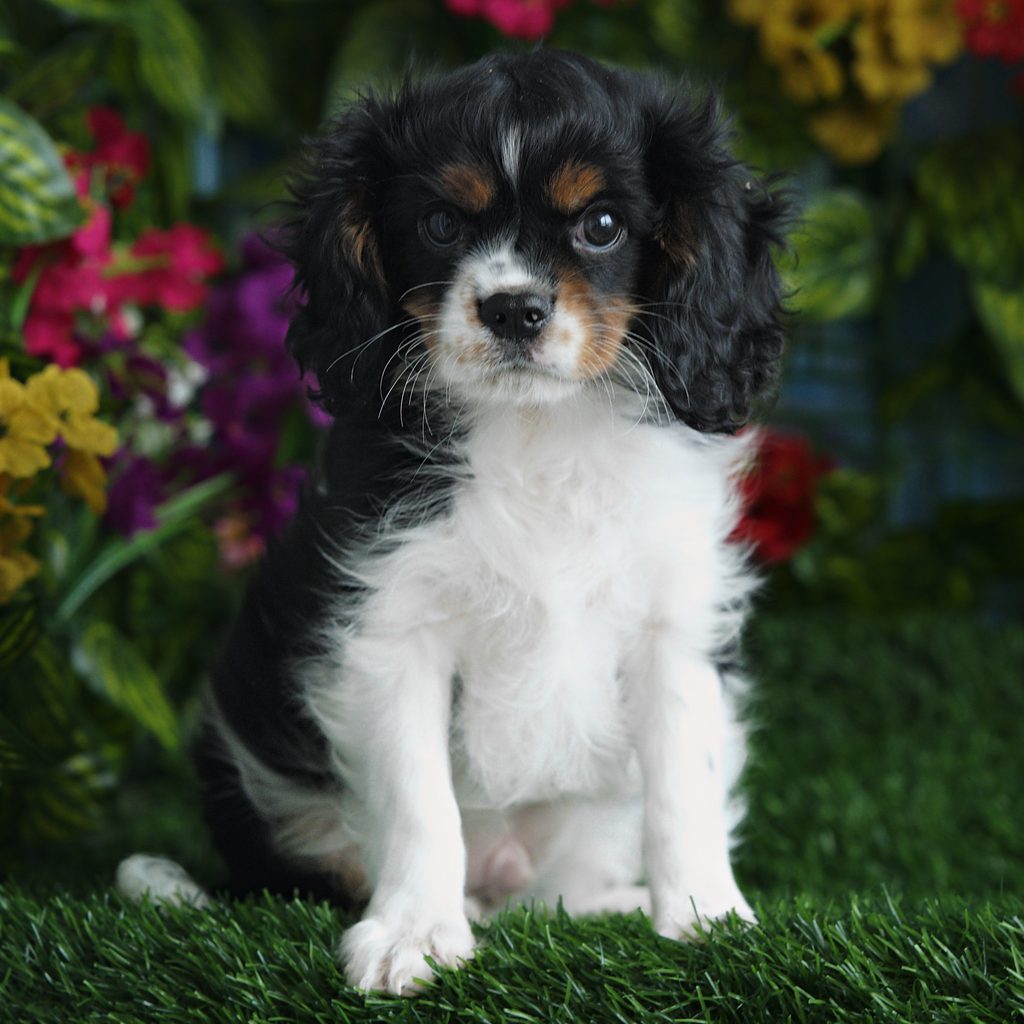 Reed puppy images