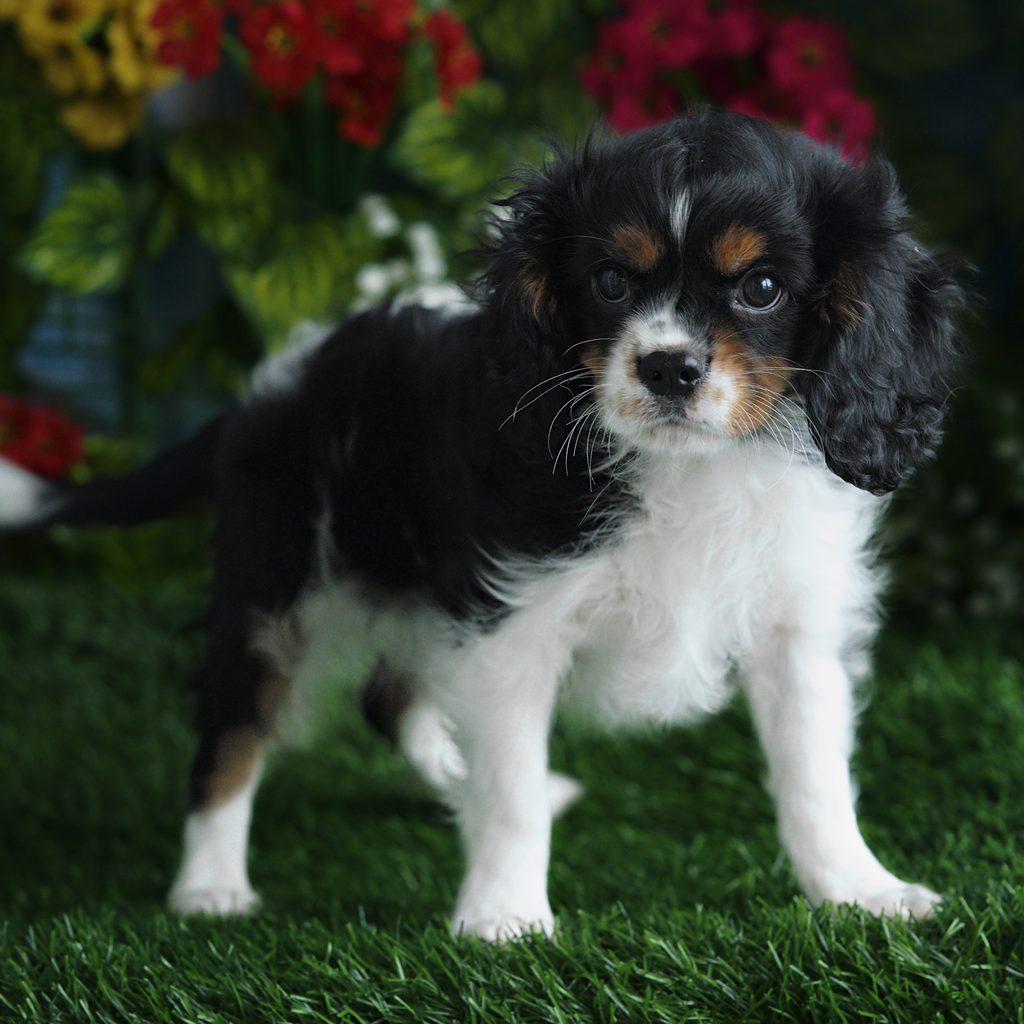 Reed puppy images