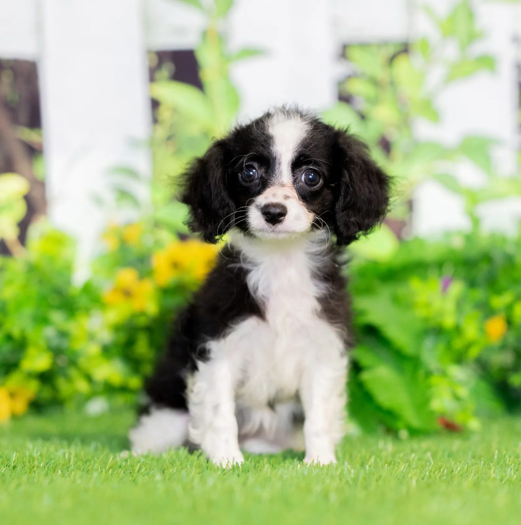 Coco puppy images