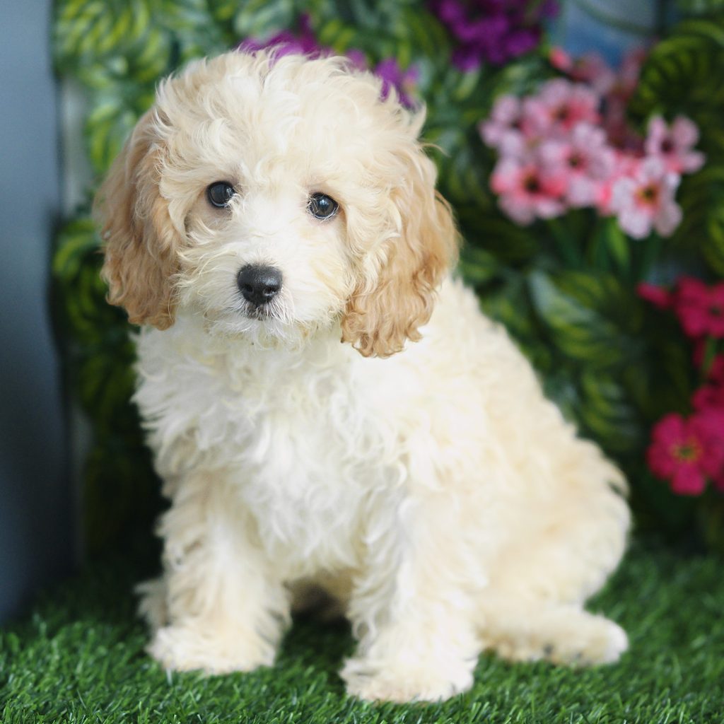 Reginald puppy images